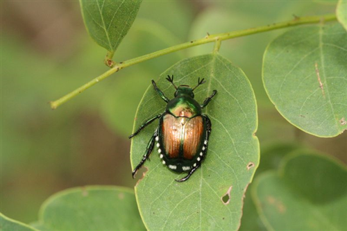 Popillia japonica - Piano dazione per 2026 per i comuni ricadenti in zona infestata